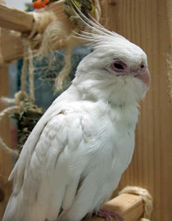 08-04-26poria.jpg