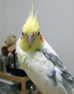 08-04-26firo.jpg