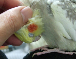08-04-26koru.jpg