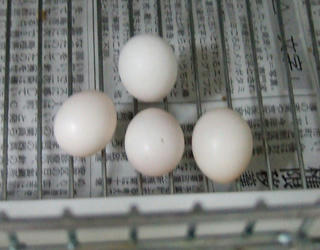 08-06-03eggs.jpg