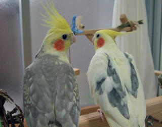 08-06-03futari.jpg