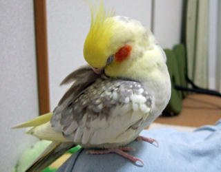 08-07-06koru.jpg