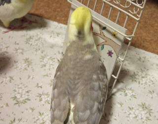 08-09-27koru2.jpg