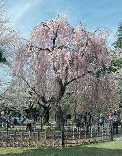 09-05-13sakura.jpg