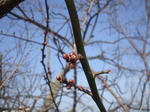 ume_110208-2.jpg