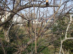 ume_110208-3.jpg