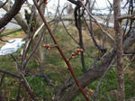ume_110210-1.jpg