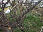 ume_110210-2.jpg
