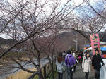 kawazu_namiki.jpg