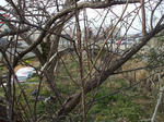 ume_110217-1.JPG