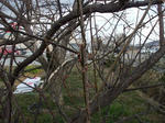 ume_110224.jpg