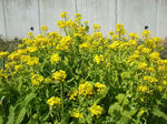 uooku_110319_2.jpg