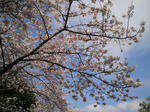 sakura_2011-04-09.jpg