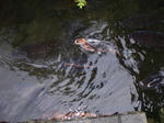 DSCF2988.jpg