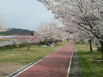 2012-04-15kitazakura.jpg