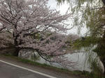 hikone1.jpg