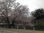 hikone2.jpg