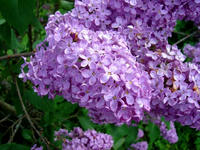 openphotonet_lilas-flowers2.jpg