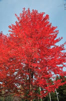 autumnblaze.jpg