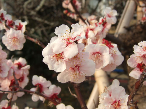 DSCF3026.JPG