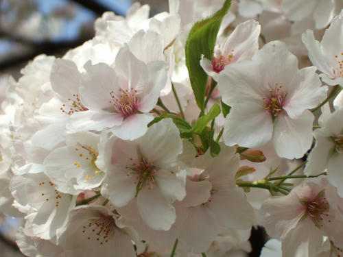DSCF4197.JPG