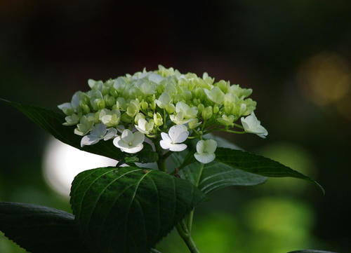 IMGP4243.jpg