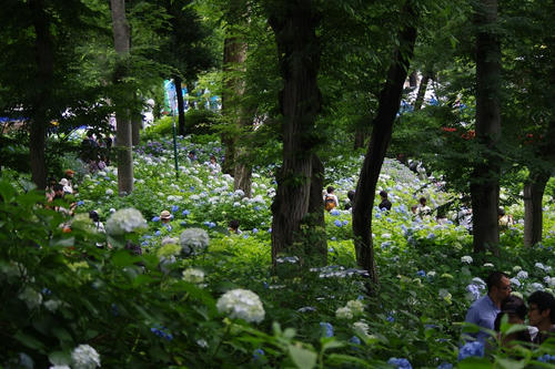 IMGP4121.jpg