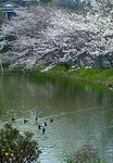 sakura.jpg
