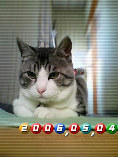高いところが好き？（24.9kb）