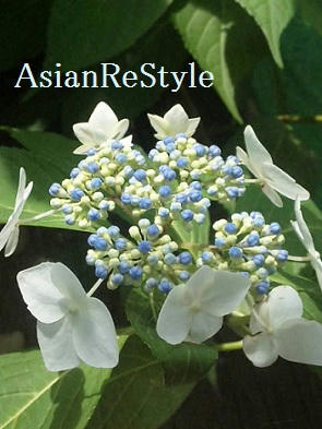 azosaia.jpg