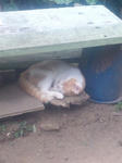 AshizuriCat.jpg