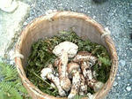 matsutake1