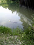 魚