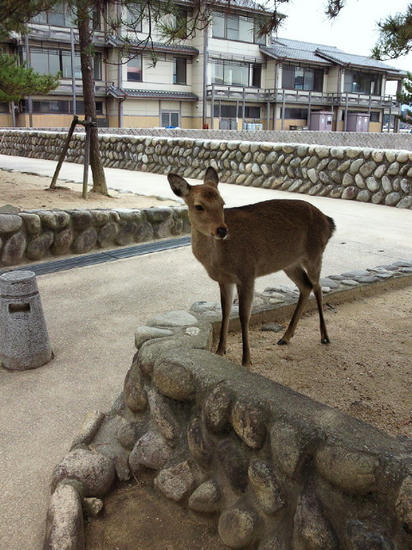 鹿＾＾