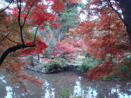 20071123kouyou1.jpg