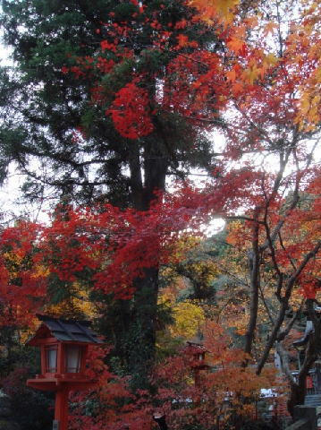 20071123kouyou2.jpg