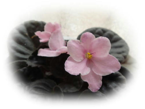 200711-hana.jpg