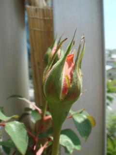 2008513bara1.jpg