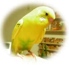 20061018picyan1.jpg