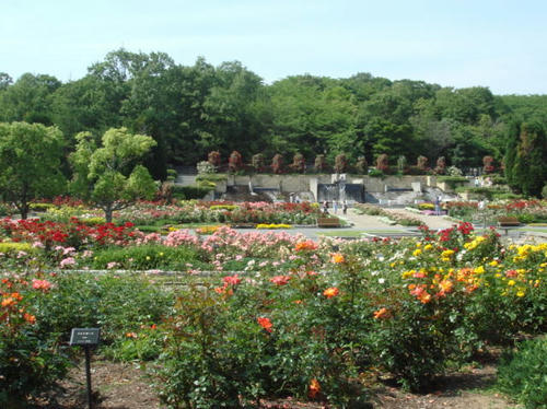 2009bara1.jpg