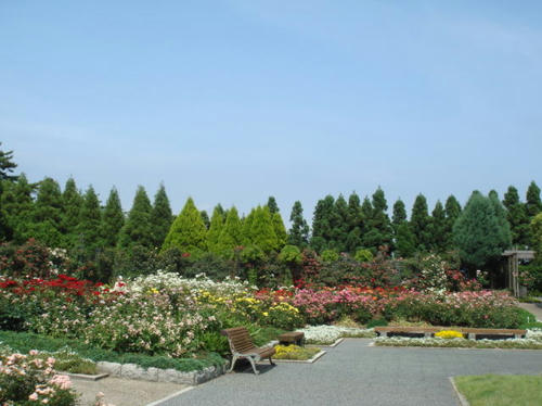 2009bara2.jpg