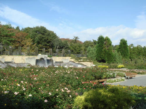 20091020bara1.jpg