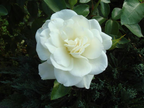 20091020bara3.jpg