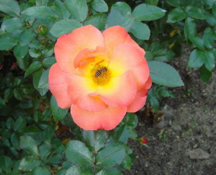 20091020bara4.jpg