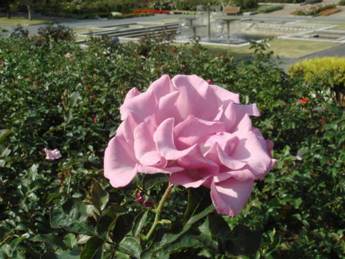 20091020bara5.jpg