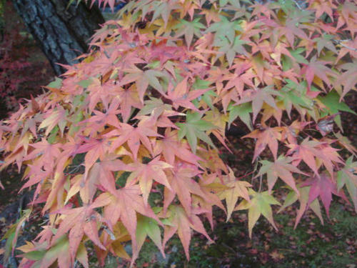 20091116kouyou5.jpg