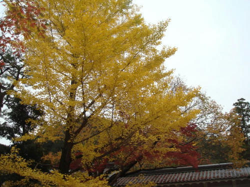 20091116kouyou7.jpg