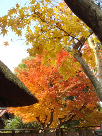kouyou2009-1.jpg