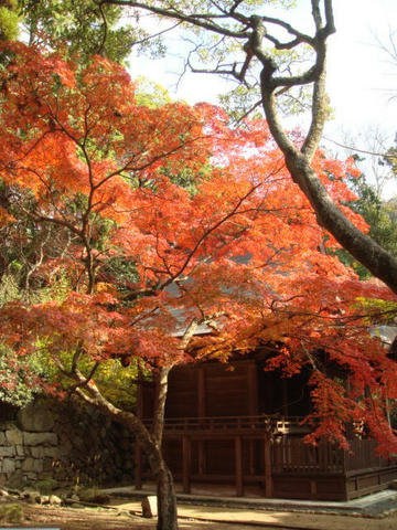kouyou2009-8.jpg