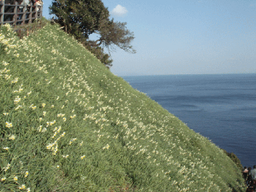 suisen4.gif